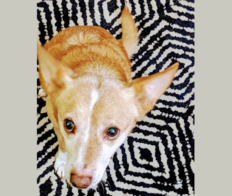 chow chow pekingese mix