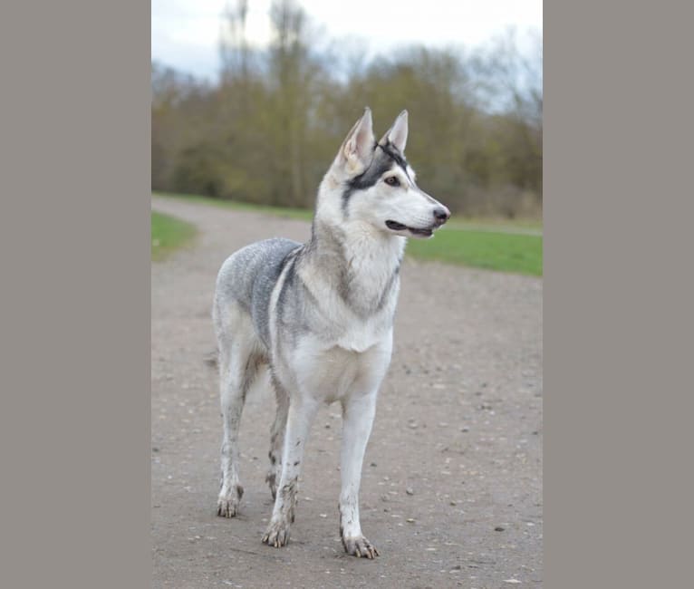 Embark Dog Dna Test Breed