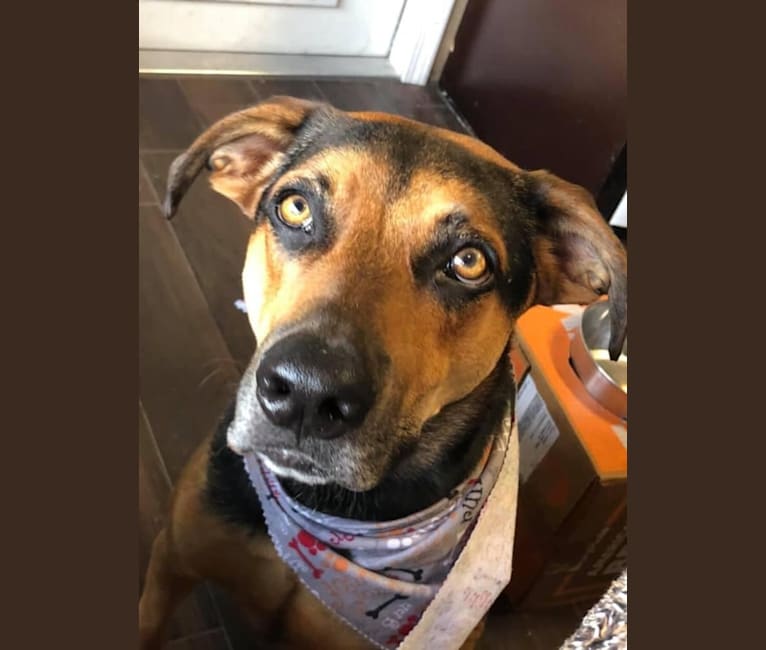 Jake Finn, a Catahoula Leopard Dog and German Shepherd Dog mix tested with EmbarkVet.com