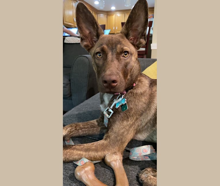Embark Dog DNA Test Breed