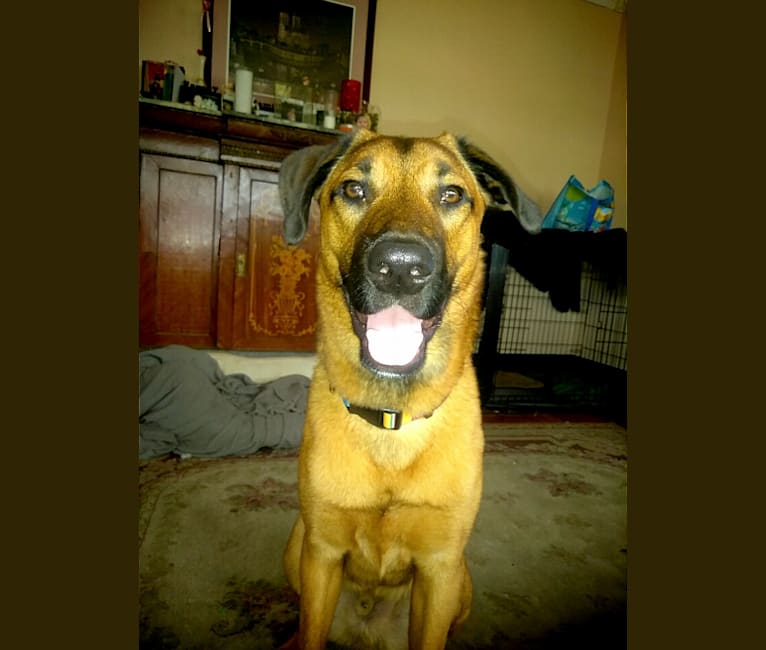 Embark Dog Dna Test Breed