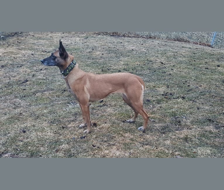 Embark Dog Dna Test Breed