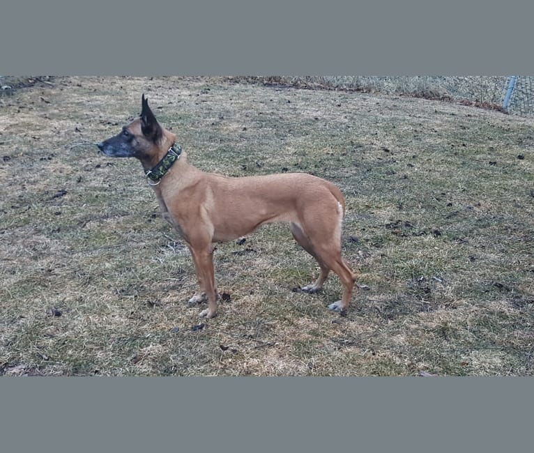 Storm, a Belgian Malinois and Dutch Shepherd mix tested with EmbarkVet.com