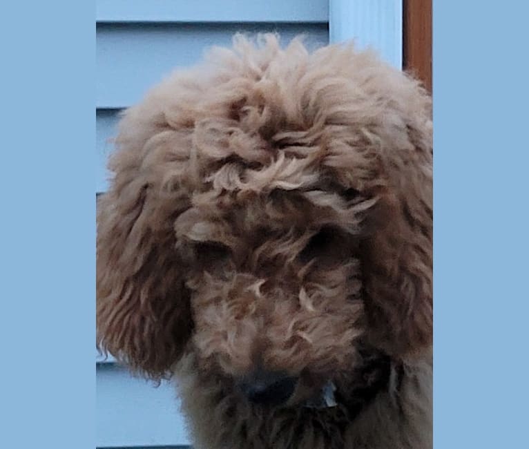 Jackson, a Goldendoodle tested with EmbarkVet.com