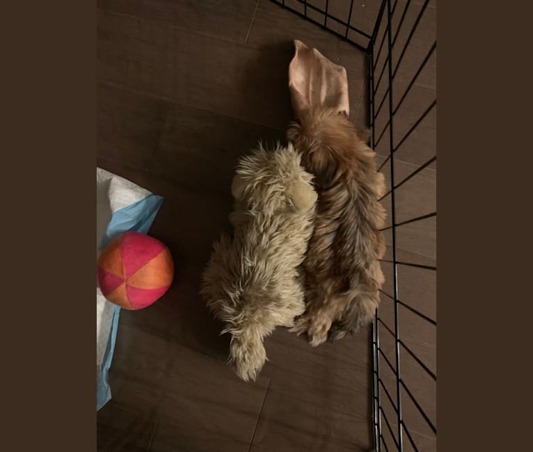 Photo of Gonta, a Yorkshire Terrier, Cocker Spaniel, Maltese, Poodle (Small), and Mixed mix in Los Angeles, California, USA