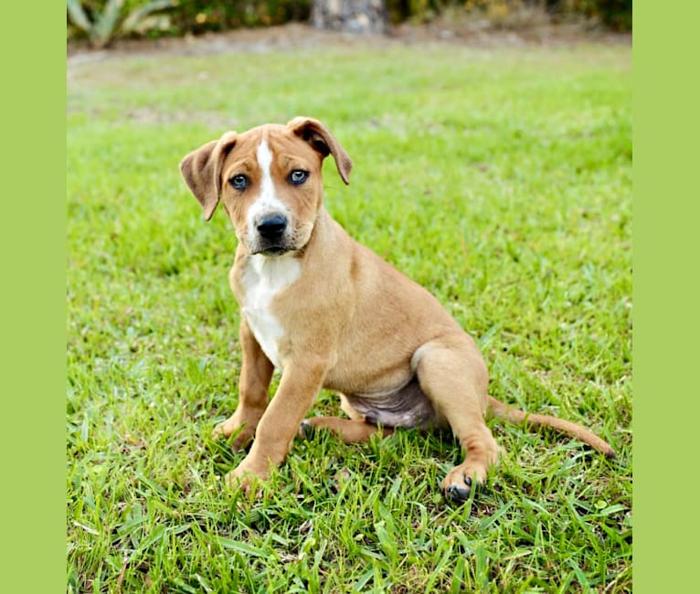 Jack, a Staffordshire Terrier and Foxhound mix tested with EmbarkVet.com