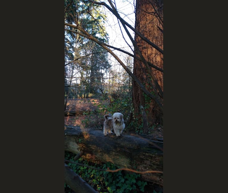 Cleo, a Poodle (Small) and Chihuahua mix tested with EmbarkVet.com