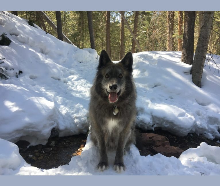 Shiloh, a German Shepherd Dog and Akita mix tested with EmbarkVet.com