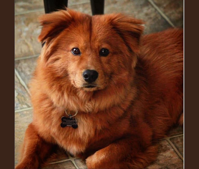 Thatcher, a Chow Chow and Shih Tzu mix tested with EmbarkVet.com