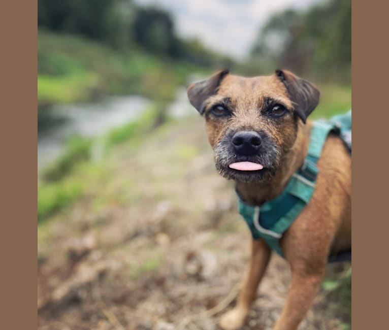 Molly, a Border Terrier and Russell-type Terrier mix tested with EmbarkVet.com