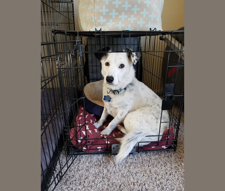 Darcy, a Dachshund and Australian Cattle Dog mix tested with EmbarkVet.com