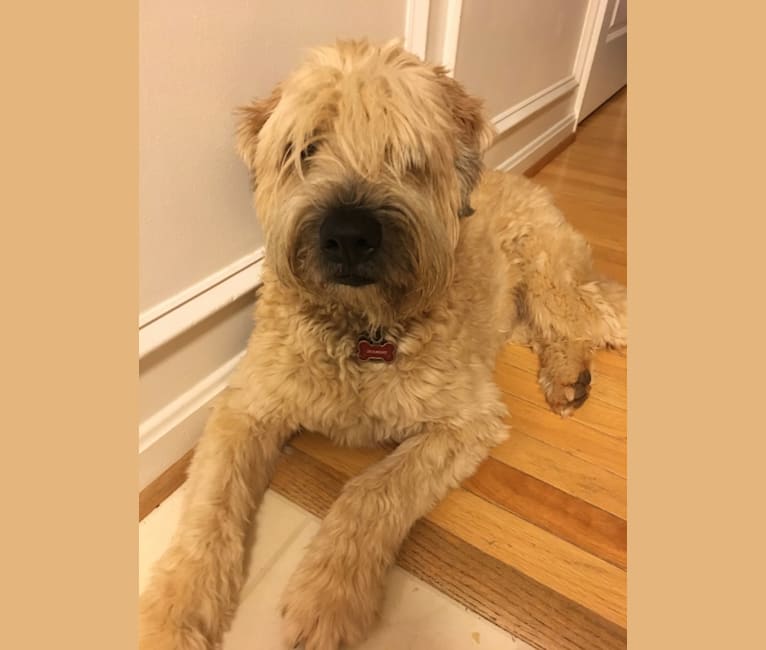 Desmond, a Soft Coated Wheaten Terrier tested with EmbarkVet.com