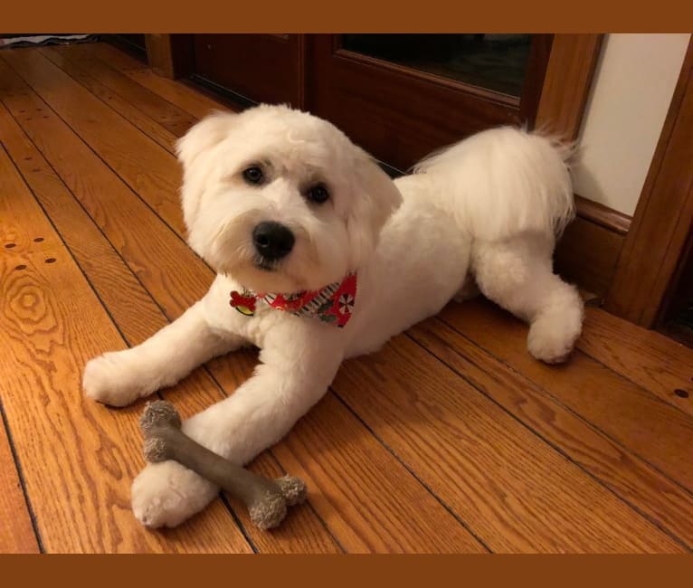 Sam, a Siberian Husky and Maltese mix tested with EmbarkVet.com