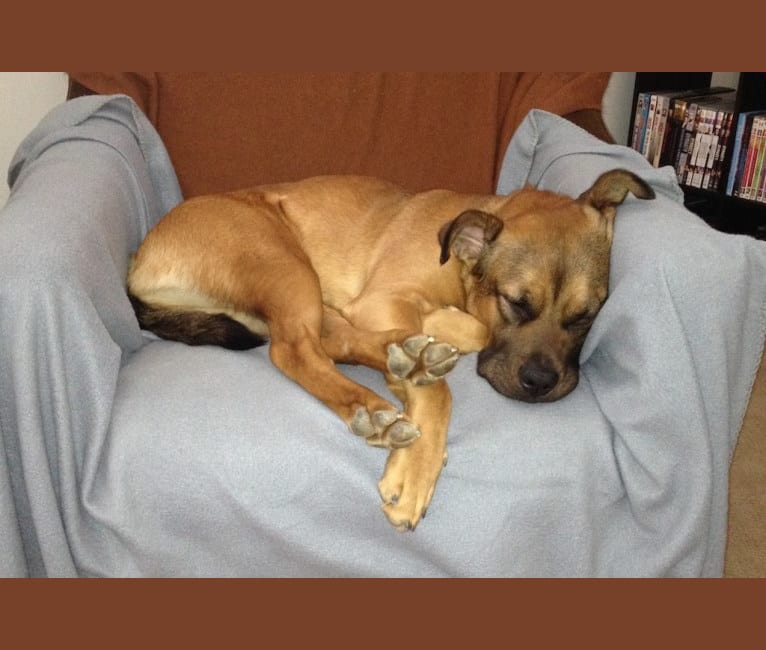 Jax, an American Pit Bull Terrier and Chow Chow mix tested with EmbarkVet.com