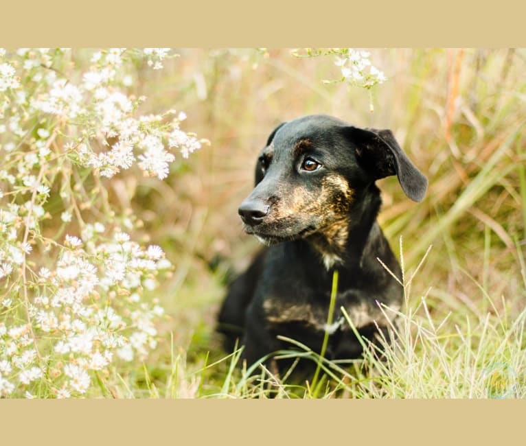 Photo of Brooks, a Beagle, Scottish Terrier, Australian Cattle Dog, and Miniature Pinscher mix in Oklahoma, USA