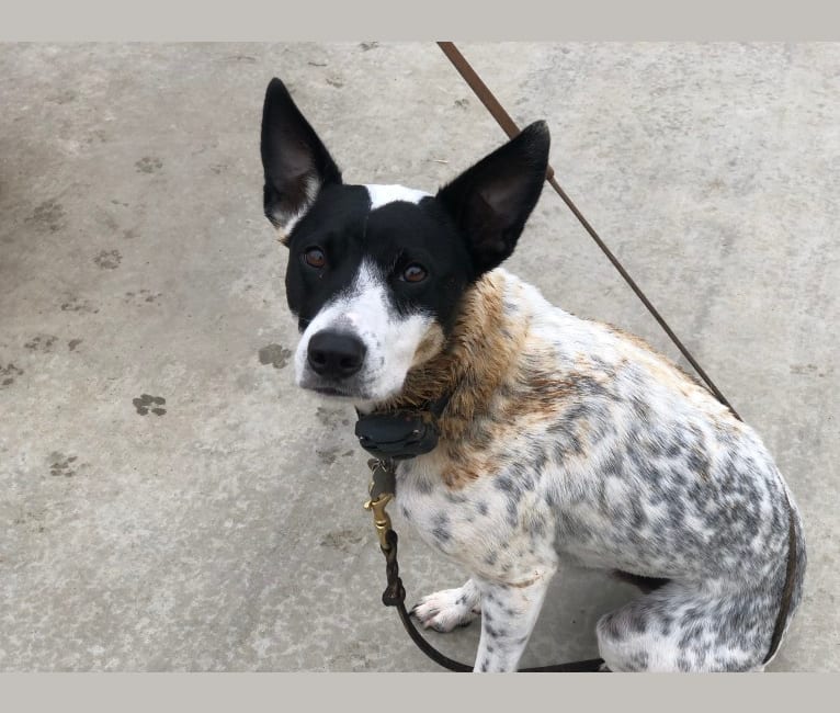 Louie, an Australian Cattle Dog and Border Collie mix tested with EmbarkVet.com