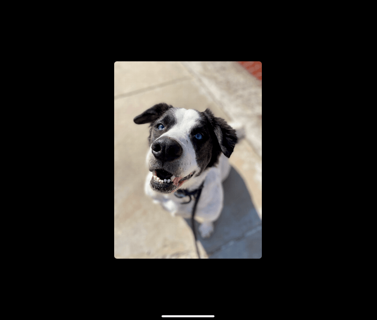 Photo of Bean, an American Bulldog, Chow Chow, American Eskimo Dog, and Mixed mix in Denver, Colorado, USA