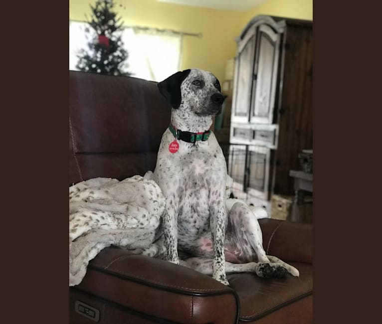 Lucy, an American Pit Bull Terrier and Bluetick Coonhound mix tested with EmbarkVet.com