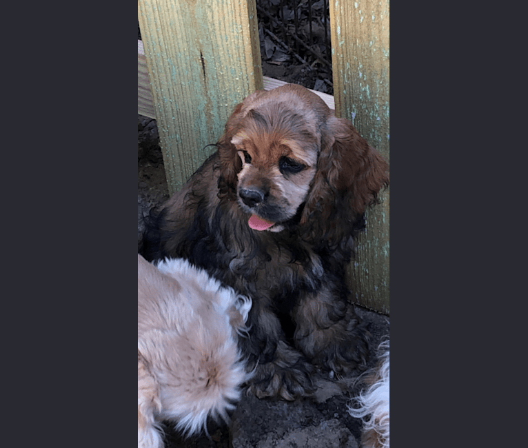 Zoey, a Cocker Spaniel tested with EmbarkVet.com