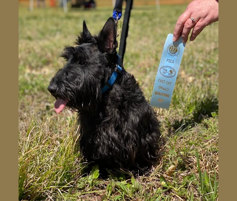 Obee, a Scottish Terrier tested with EmbarkVet.com