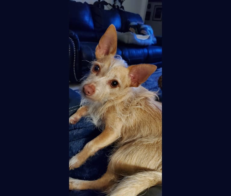 Pinscher maltese mix outlet
