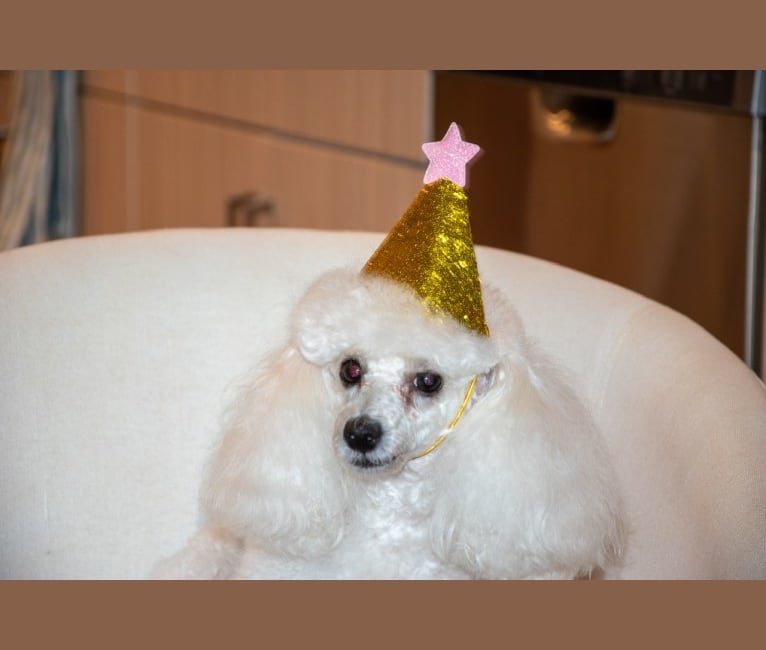 GiGi L'Amour, a Poodle (Small) tested with EmbarkVet.com