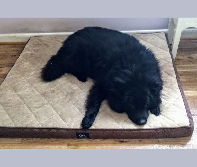 Hudson, a Chow Chow and German Shepherd Dog mix tested with EmbarkVet.com