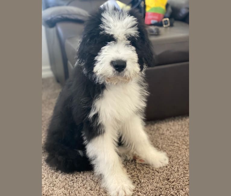 Old English Sheepdog Made With Timber and Genuine Sheepskin. 