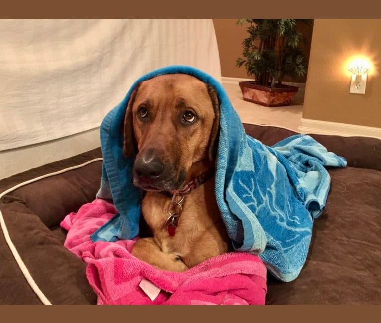 Sansa, a Labrador Retriever and German Shepherd Dog mix tested with EmbarkVet.com