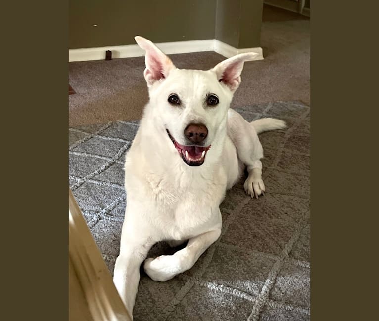 Darwin, a Chow Chow and Labrador Retriever mix tested with EmbarkVet.com