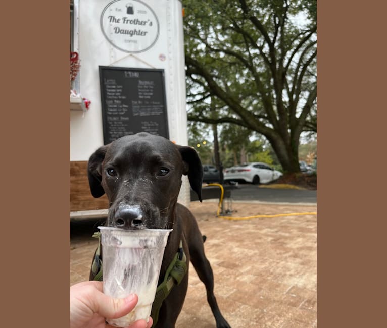 Photo of Basil, an American Pit Bull Terrier and Bloodhound mix in Tallahassee, Florida, USA
