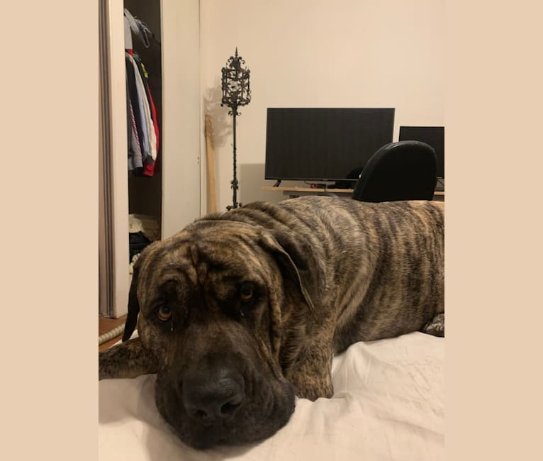 Embark Dog Dna Test Breed