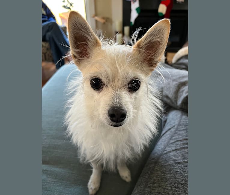 Pixie, a Chihuahua and Maltese mix tested with EmbarkVet.com