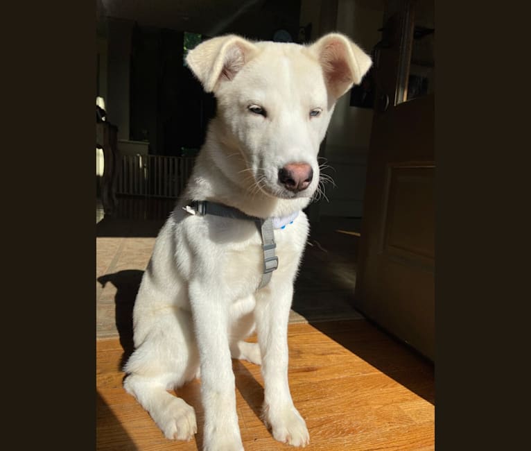 Photo of Dash, a Siberian Husky and Mixed mix in Flowery Branch, Georgia, USA