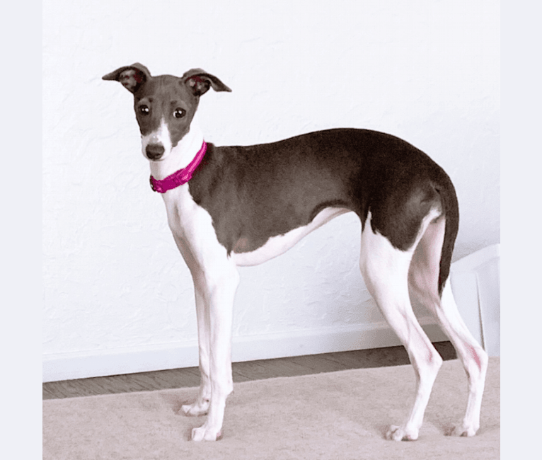 Photo of Henley, an Italian Greyhound  in Bakersfield, California, USA