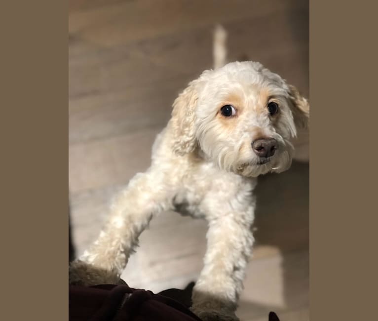 Rocky, a Poodle (Small) and Cocker Spaniel mix tested with EmbarkVet.com