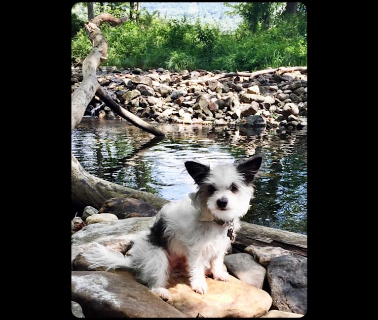 Photo of Remi Malta Hardinger, a Chihuahua, Maltese, and Shih Tzu mix in Ohio, USA