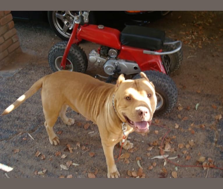 Riley, an American Pit Bull Terrier and Dogue de Bordeaux mix tested with EmbarkVet.com