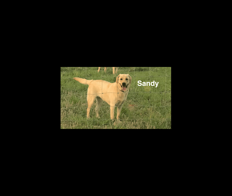 Sandy, a Labrador Retriever tested with EmbarkVet.com