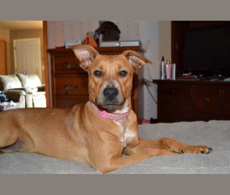 Bandee Joy, an Australian Cattle Dog and American Pit Bull Terrier mix tested with EmbarkVet.com