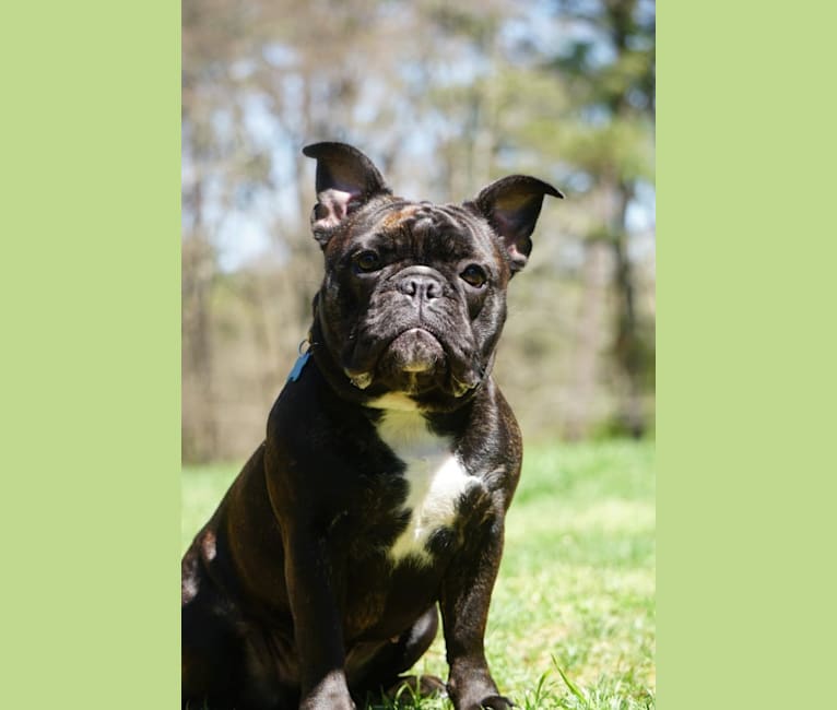 Photo of Eris, a French Bulldog and Bulldog mix in Cartersville, GA, USA