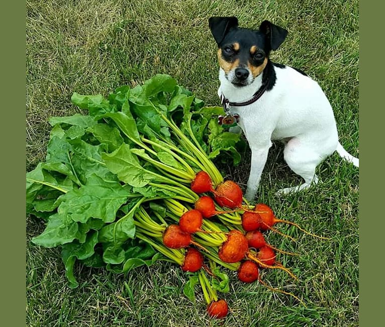 Ruby, a Rat Terrier tested with EmbarkVet.com
