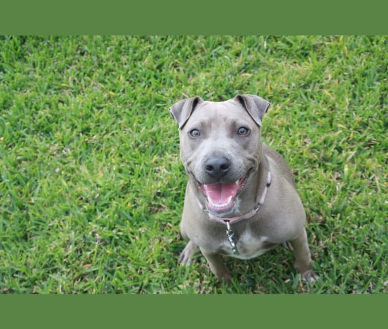 Pebbles, an American Pit Bull Terrier and Australian Cattle Dog mix tested with EmbarkVet.com