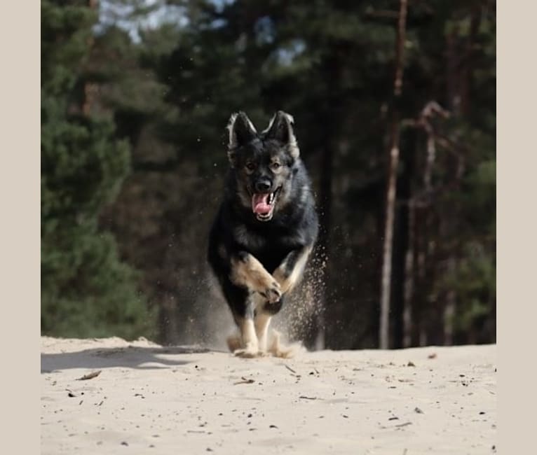 Photo of Hudson, a German Shepherd Dog  in Vriezenveen, Overijssel, Nederland