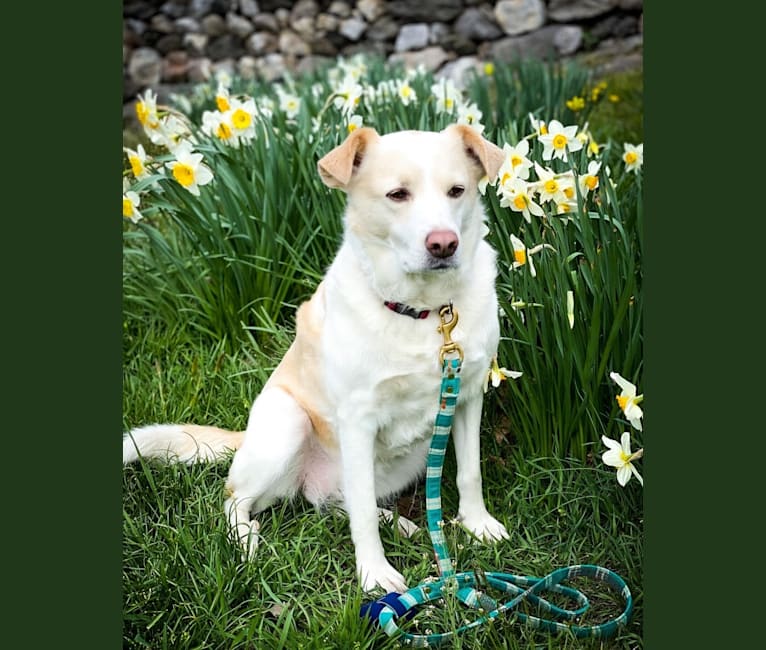 Hayley, a Great Pyrenees and Beagle mix tested with EmbarkVet.com