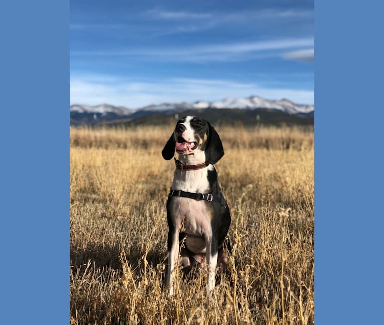 Mountain cur top walker mix
