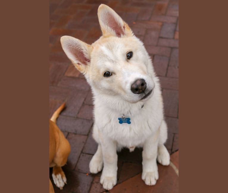 Rudy, an Akita and Alaskan Malamute mix tested with EmbarkVet.com