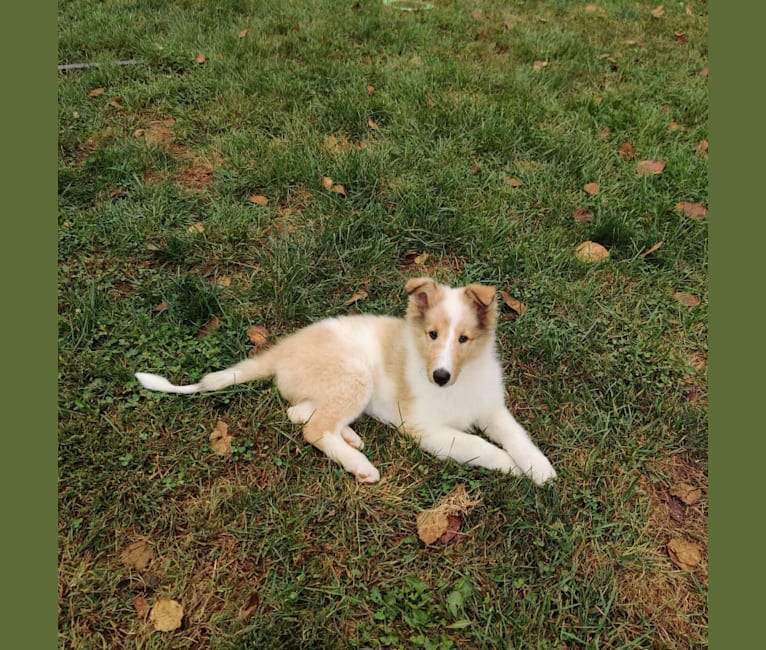 Photo of Lily, a Collie  in Freemansburg, Pennsylvania, USA