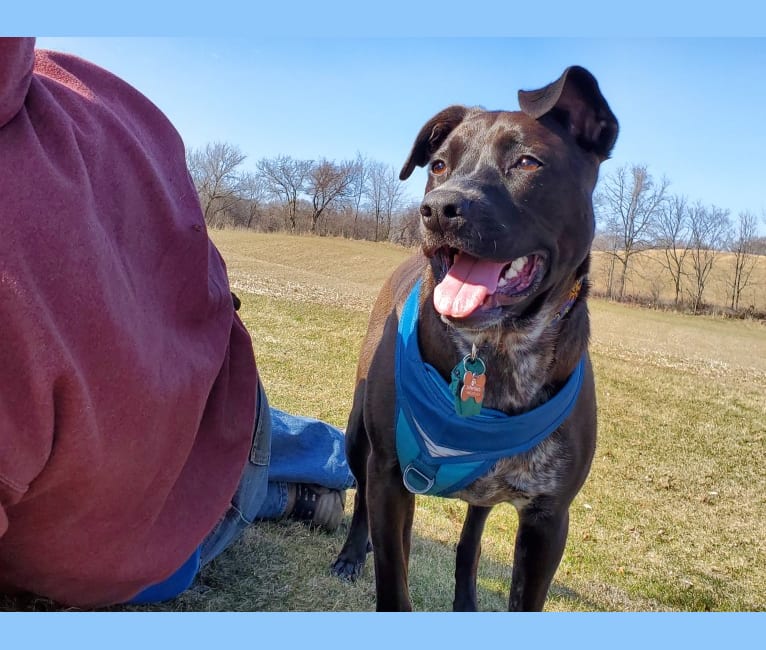 Photo of Luna, a Cane Corso, Australian Cattle Dog, and Mixed mix in Mississippi, USA