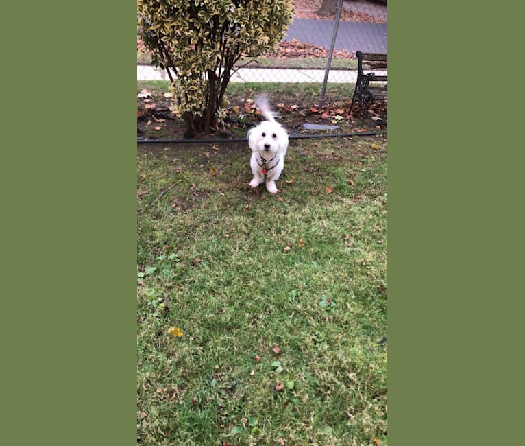 Winston, a Poodle (Small) tested with EmbarkVet.com